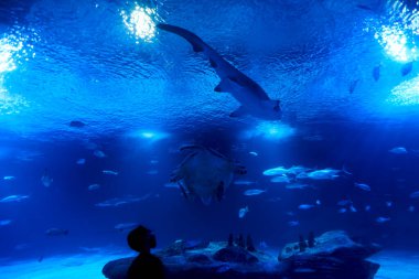 Çocuk akvaryumda köpek balığı, balık ve kaplumbağa izliyor.