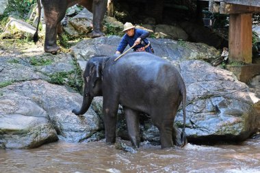 CHIANG MAI - 14 Kasım 2016 Filler Banyo Yapıyor