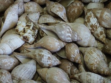 Belirli kabuklar doğal arkaplan, doku