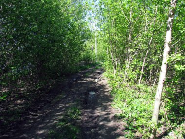 Baharda Yeşil Orman Yolu