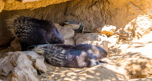 Two Porcupines Zoo — Stock Photo, Image