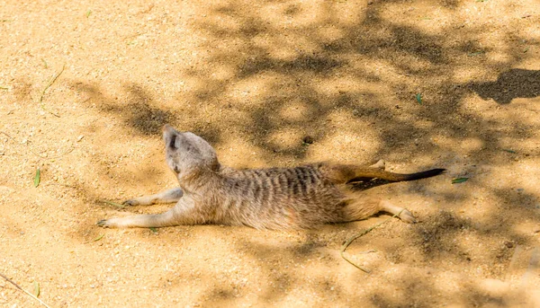 Νεαρός Meerkat Στην Άγρια Φύση Την Ημέρα — Φωτογραφία Αρχείου