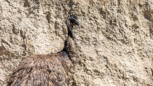Emu Dromaius Novaehollandiae Volně Žijících Živočichů Zvíře — Stock fotografie