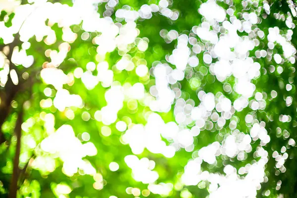 Doğal Güneş Işığıyla Bokeh Yeşil Yapraklar — Stok fotoğraf