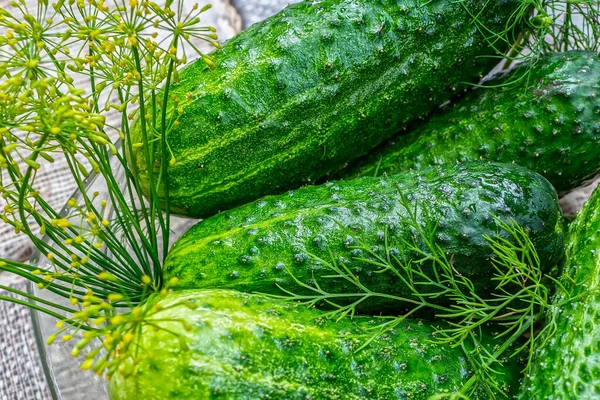 Ripe Juicy Cucumbers Vegetable Garden Close — Stock Photo, Image