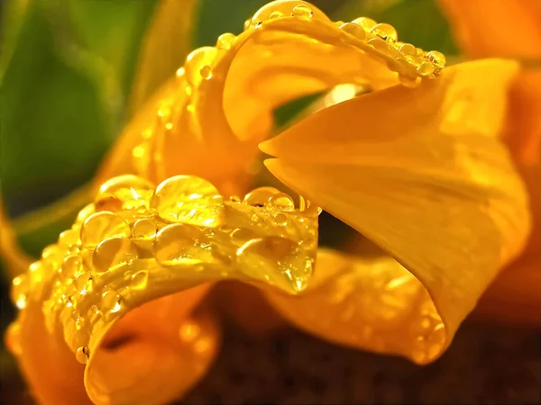Macro Yellow Sun Flower Rain Drops — Stock Photo, Image