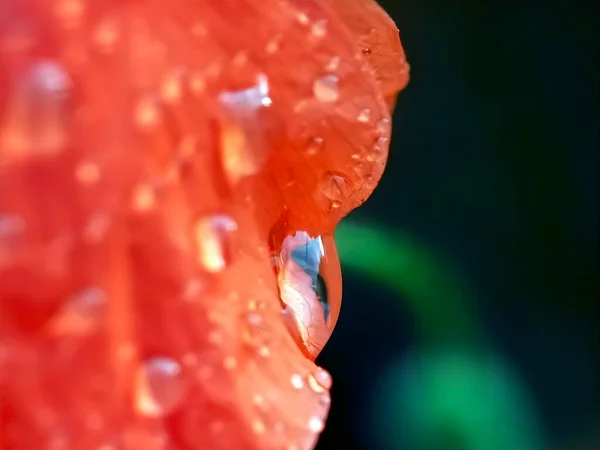 Bela Flor Papoula Vermelha — Fotografia de Stock