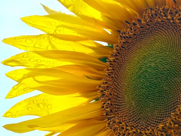 Macro Yellow Sun Flower Rain Drops — Stock Photo, Image