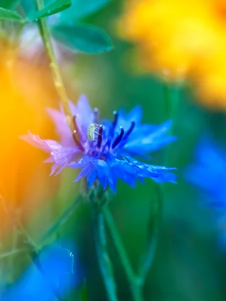 Macro Blue Cornflower Rain Drops — ストック写真