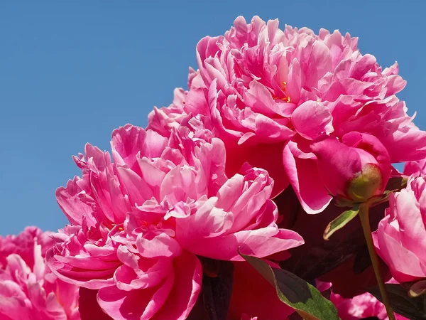 牡丹の花の美しいマクロショット — ストック写真