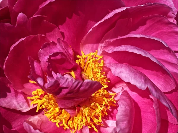 Красивый Макроснимок Цветка Пиона — стоковое фото