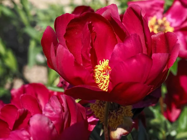 Piękny Makro Strzał Kwiatu Piwonii — Zdjęcie stockowe