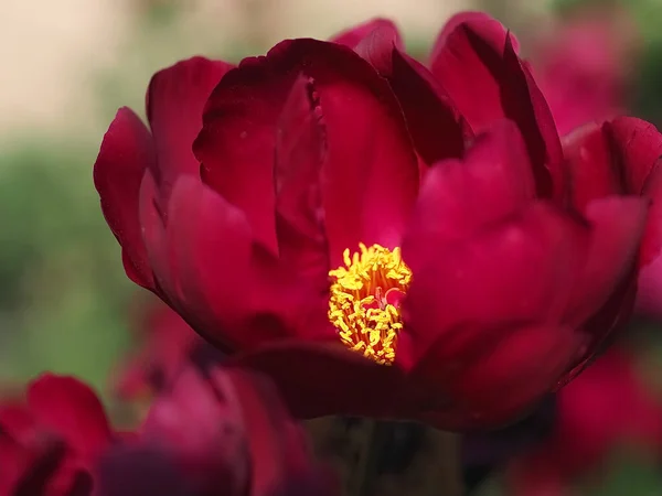 牡丹の花の美しいマクロショット — ストック写真