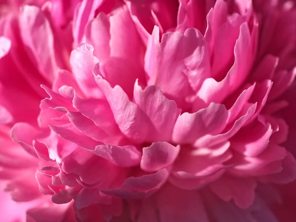 Beautiful Macro Shot Peony Flower — Stock Photo, Image