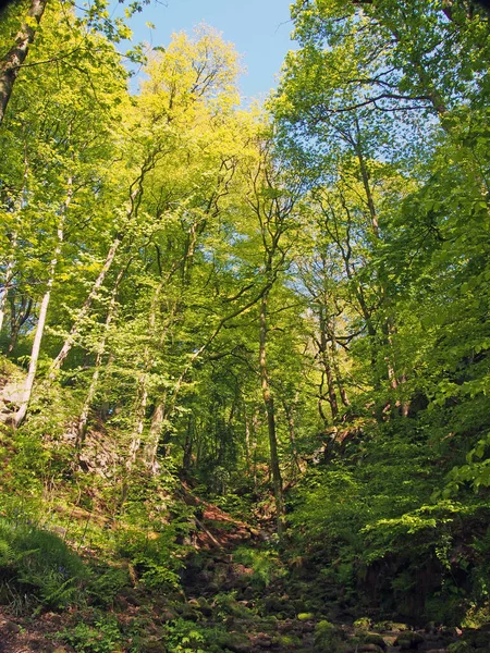 Vibrant Green Spring Woodland Steep Hillside Valley Tall Beech Trees — Stock Photo, Image