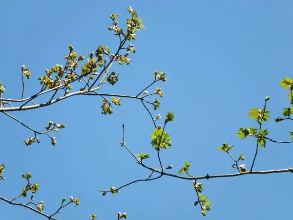 春天萌芽的山楂枝条 绿叶嫩绿 花朵映衬着明亮的蓝天 — 图库照片
