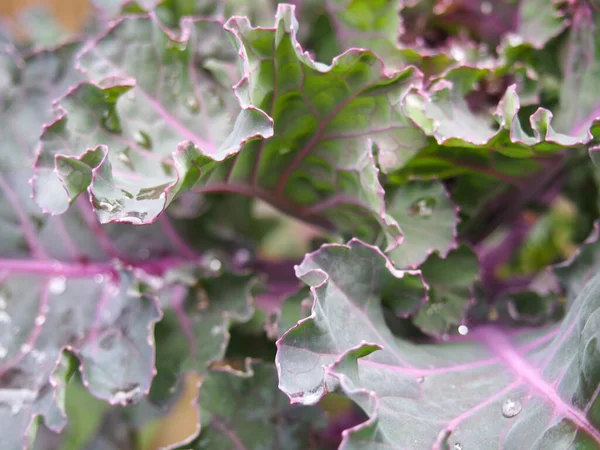 close up of organic purple kale leaves with raindrops ready to be harvested in autumn