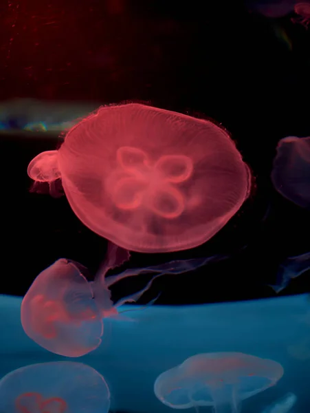 Μια Ομάδα Κοινών Μέδουσες Στον Ωκεανό Καταπληκτική Έννοια Υποβρύχιου Κόσμου — Φωτογραφία Αρχείου
