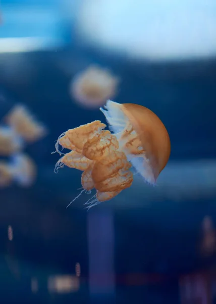 Ğnesiz Medusa Okyanusta Parlak Nanılmaz Sualtı Dünyası Konsepti — Stok fotoğraf