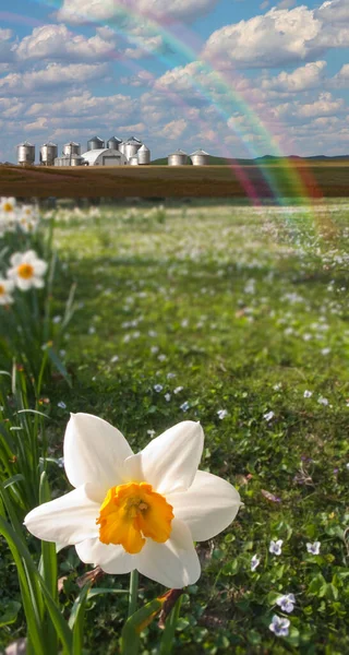 Narcissus场 美丽的植物背景 — 图库照片