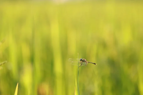 Dragonfly Στην Κορυφή Του Φύλλου Ρυζιού — Φωτογραφία Αρχείου