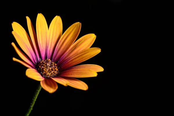 Papatya Çiçeği Yaklaş — Stok fotoğraf