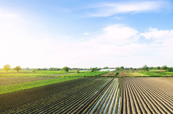 Irrigação Dos Campos Agrícolas Cultivo Produção Alimentos Legumes Agricultura Agronómica — Fotografia de Stock