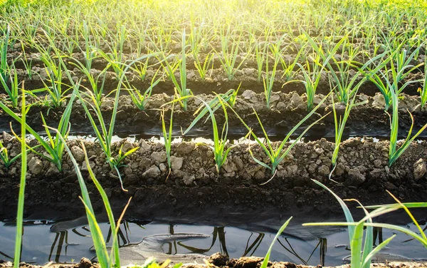 Tarım Tarlalarının Sulanması Yetiştirme Sebze Üretimi Agronomik Tarım Kaynakları Tarım — Stok fotoğraf