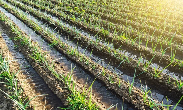 Bewässerung Landwirtschaftlicher Felder Anbau Und Nahrungsmittelproduktion Von Gemüse Landwirtschaftliche Landwirtschaft — Stockfoto