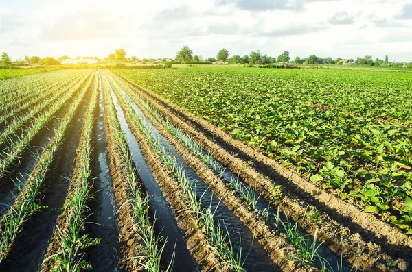 Irrigation Agricultural Farm Fields Growing Food Production Vegetables Agronomic Farming — Stock Photo, Image