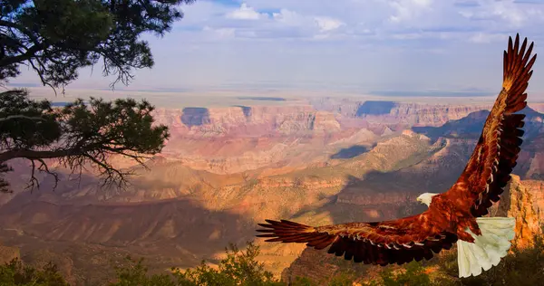Beautiful Eagle Flying Grand Canyon — Stock Photo, Image