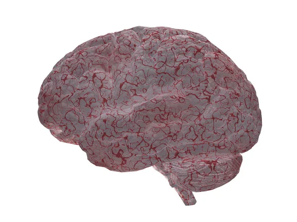 Beyin Beyaz Arkaplanda Izole Edildi — Stok fotoğraf