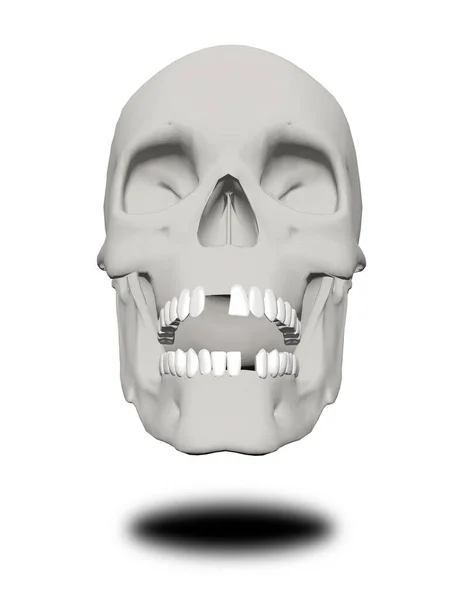 Human Skull White Background — Stock Photo, Image