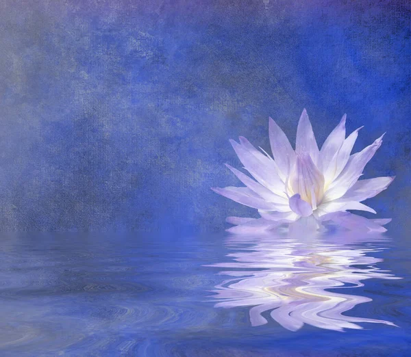 Çiçekli Zambağı Nilüfer Çiçeği Çizimi — Stok fotoğraf