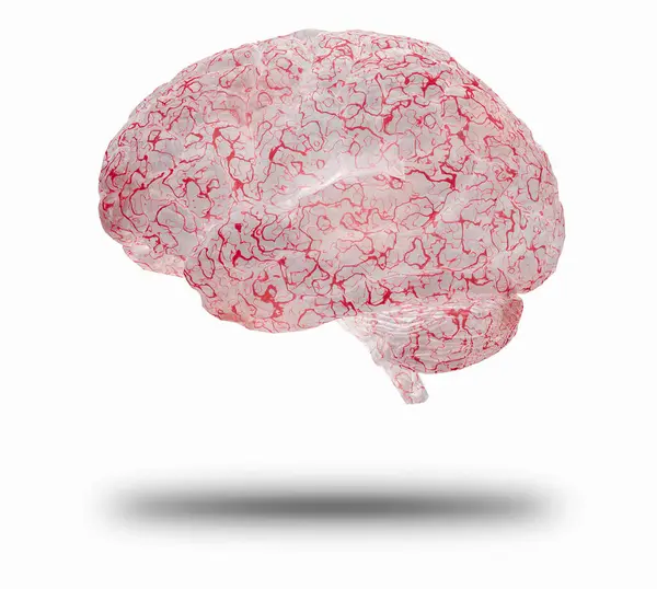 Beyin Beyaz Arkaplanda Izole Edildi — Stok fotoğraf