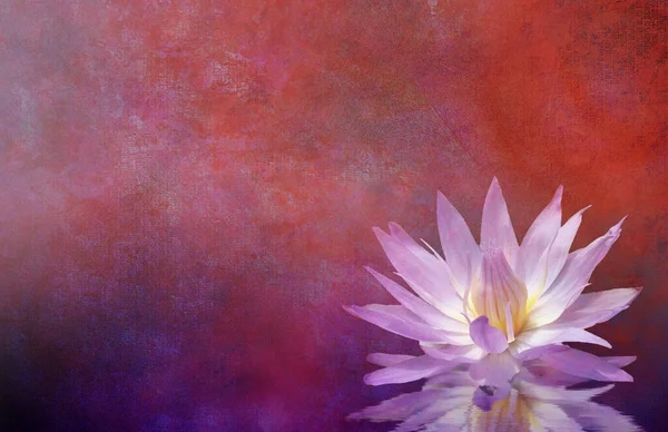 Blooming Waterlily Lotus Flower Illustration — Stock Photo, Image