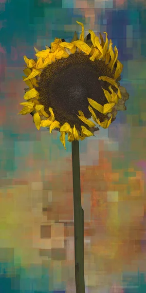 Sunflower Abstract Background — Stock Photo, Image