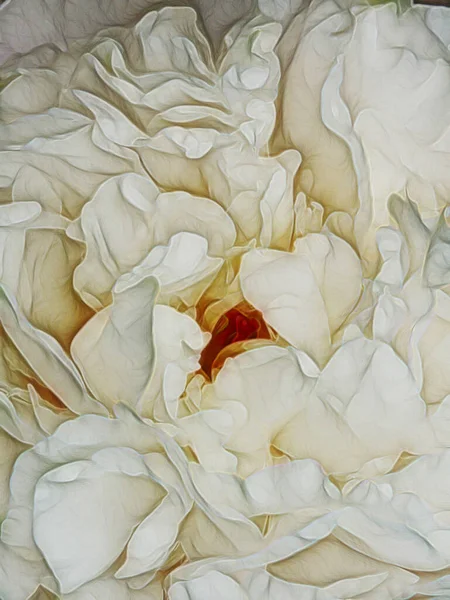 牡丹花的美丽宏图 — 图库照片