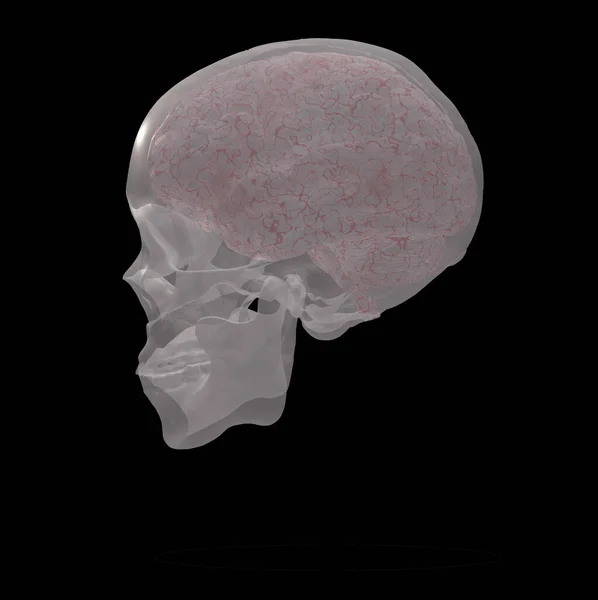 Menselijke Skull Conceptuele Abstracte Illustratie — Stockfoto