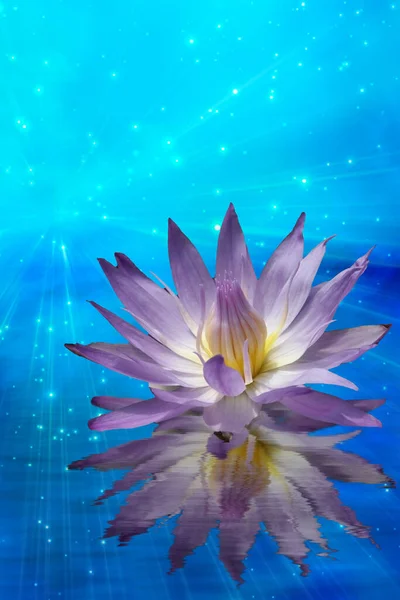 Waterlily Petals Lotus Flower Water — Stock Photo, Image