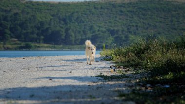 köpek dış büyüdü