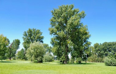 Güzel yaz doğası, yeşil çayırlar ve ağaçlar 