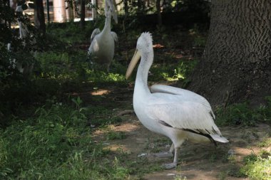 Viyana 'daki Schoenbrunn Hayvanat Bahçesi' nden doğa fotoğrafları