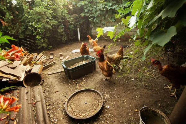 Chickens Poultry Yard Eating — Stock Photo, Image