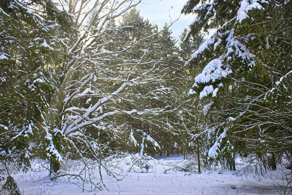 Winter Het Bos Natuur Flora Achtergrond — Stockfoto