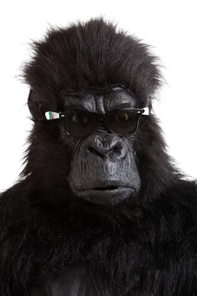 Goril Kostümlü Genç Adam Beyaz Arka Planda Güneş Gözlüğü Takıyor — Stok fotoğraf