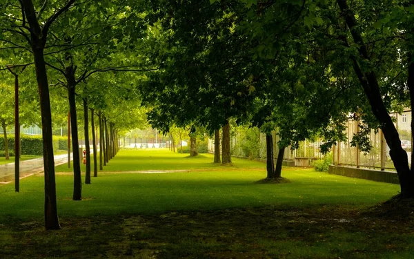 Parque Verde Con Frondosos Árboles Follaje —  Fotos de Stock