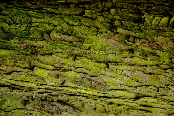 Closeup Foto Tronco Árvore — Fotografia de Stock