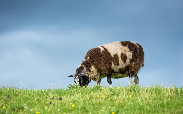 Sheep Feeding Grass — Stock Photo, Image