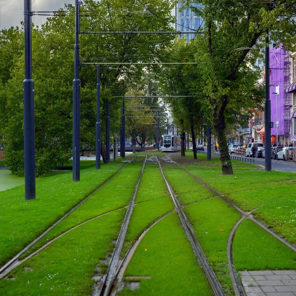 Eisenbahn Mit Gras Bedeckt — Stockfoto